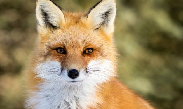 A Raposa e o Tigre | Conto